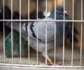 Capture de pigeon à St Bruno