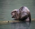 Exterminateur de castor à St Bruno