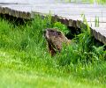 Exterminateur de marmotte à St Bruno