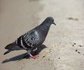 pigeon