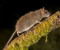 Extermination rats St Bruno